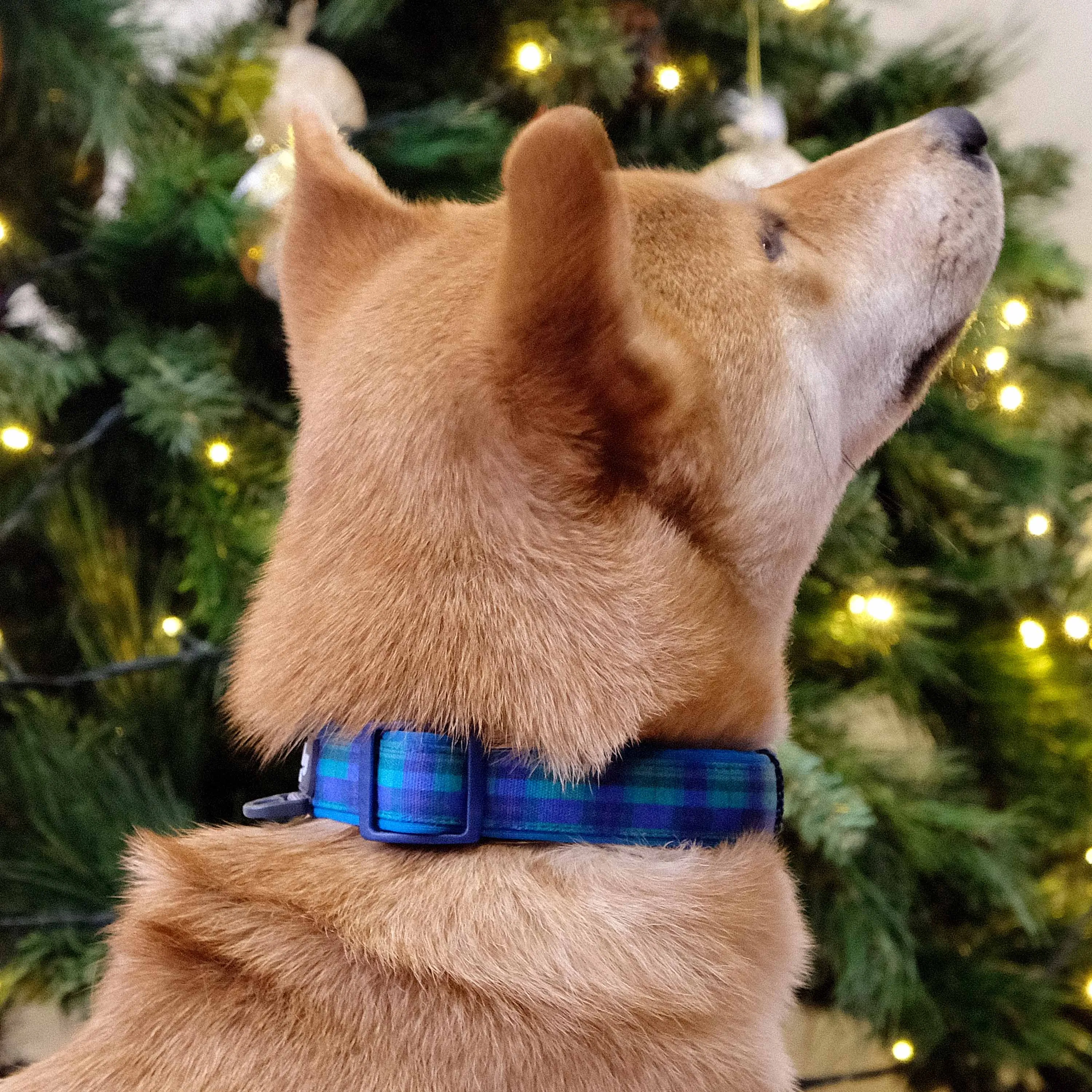 Plaid Pattern Neoprene Padded Dog Collar